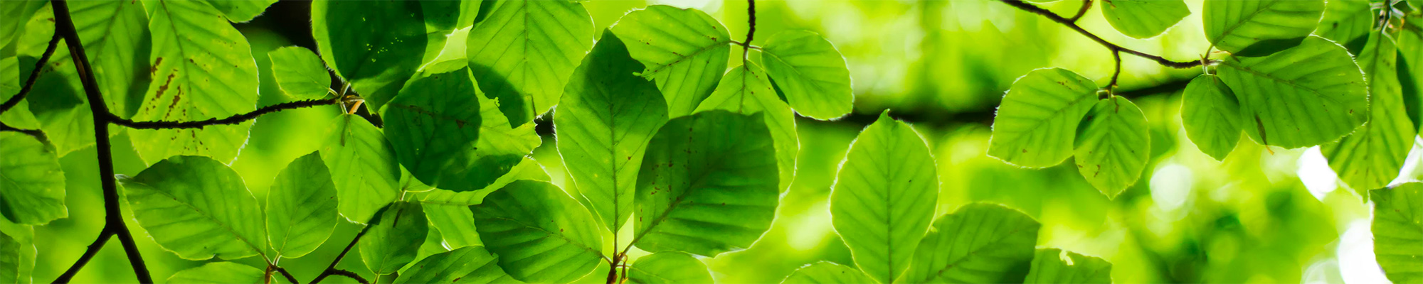 header-image-leaves